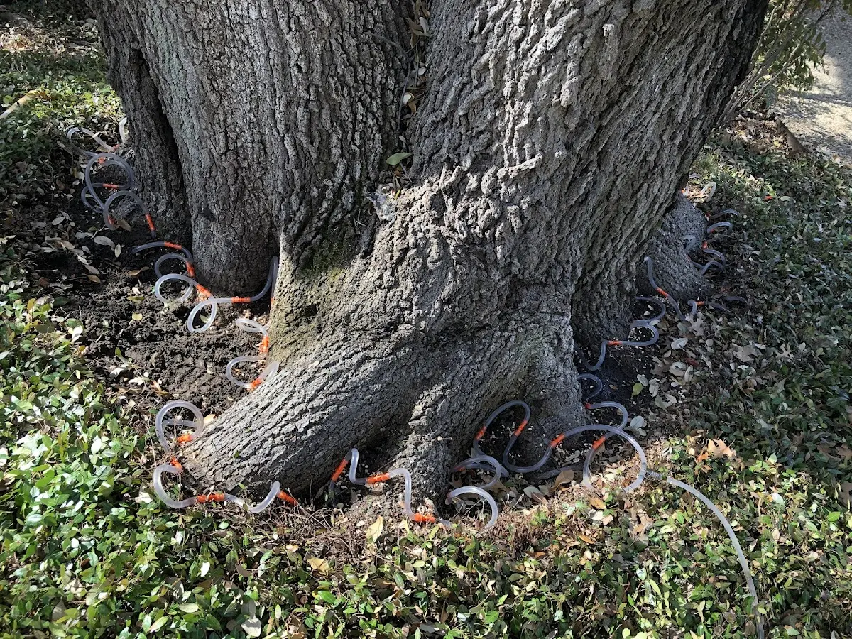 Detailed Tree Cabling and Bracing job site in Belvidere