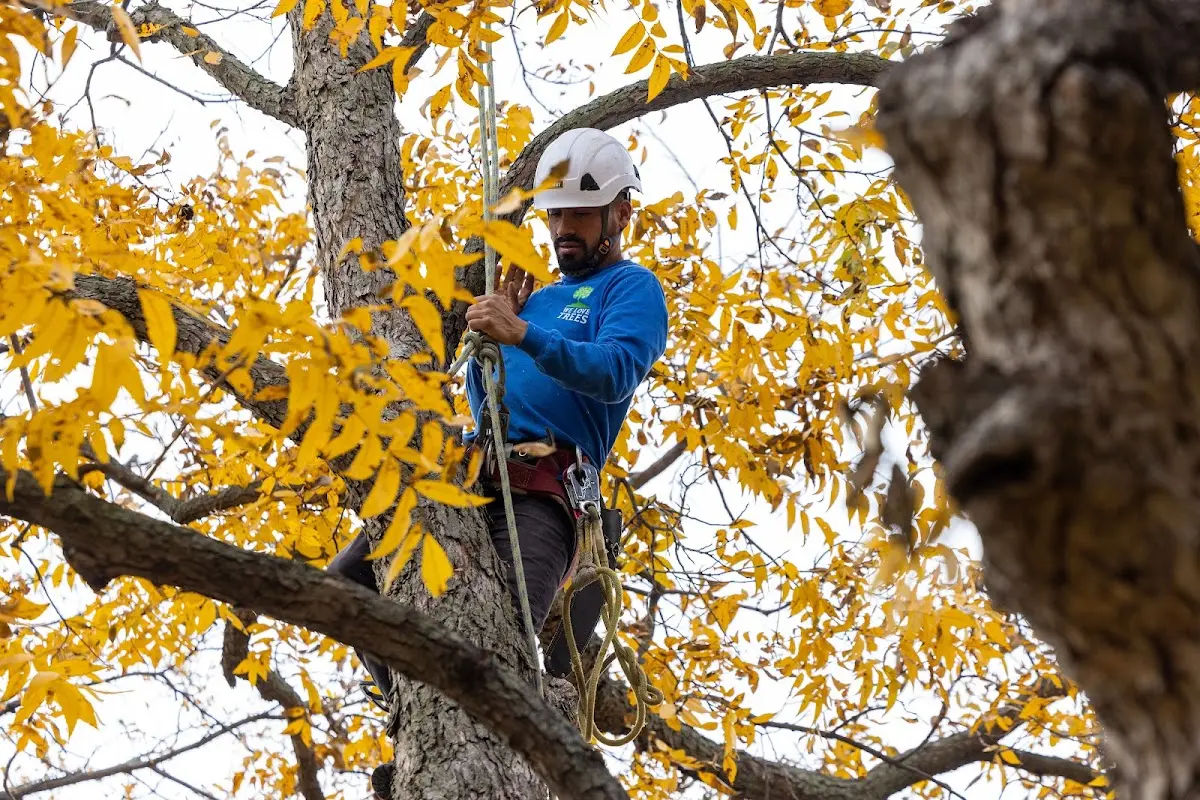 Skilled Emergency Tree Service crew working in Belvidere